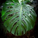Leaf,Of,Adam's,Rib,Plant,Brazil